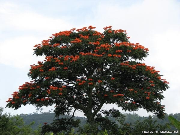 Африканское тюльпанное дерево (24 фото)