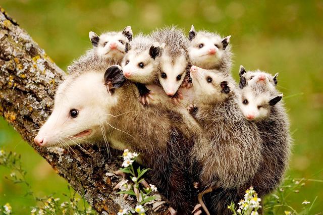 http://www.turtletrack.org/IssueHistory/Issues16/CO09_2016/Art/Opposum/Opossum_2.jpg