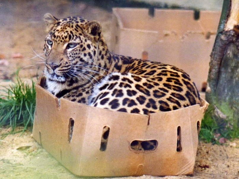 bigcatsinboxes07 Большие котики тоже любят коробки