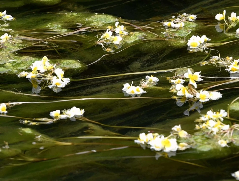 Ottelia acuminata