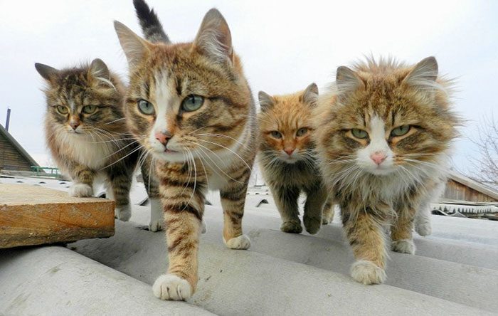 Смешные животные, которые очень похожи на музыкальные группы