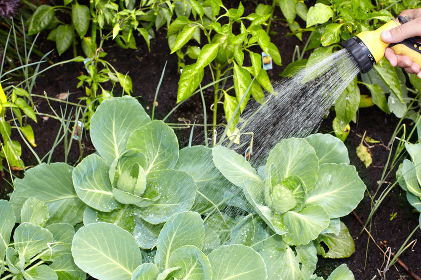 Выращивание капусты на дернине: процесс от А до Я