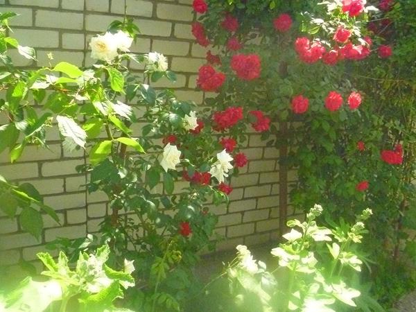 Розы в саду должны быть обязательно! Розы в саду должны быть обязательно!