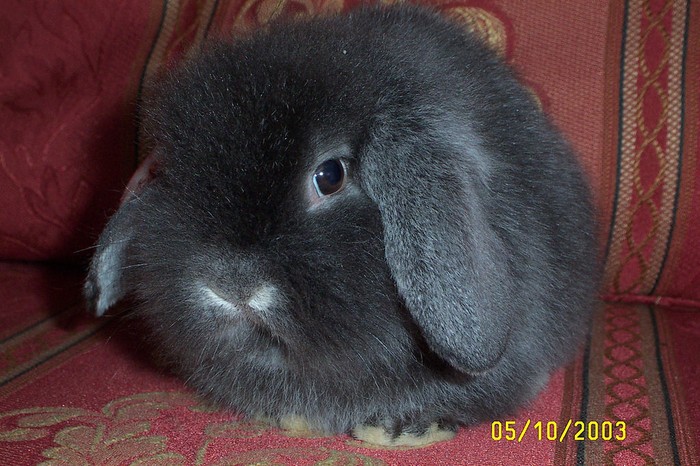 Крольчата (18 фото)