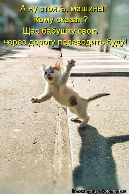 Самые смешные котоматрицы для хорошего настроения) Самые смешные котоматрицы для хорошего настроения)