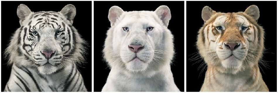 13. Фото из серии «Больше чем человек» (Tim Flach)