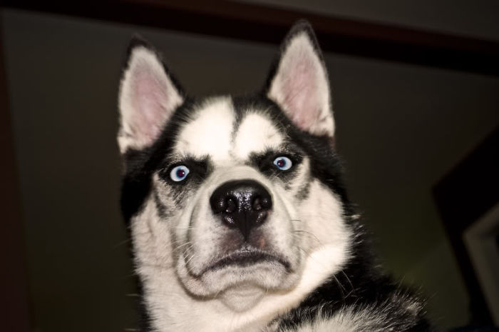udivlennye zhivotnye foto 11
