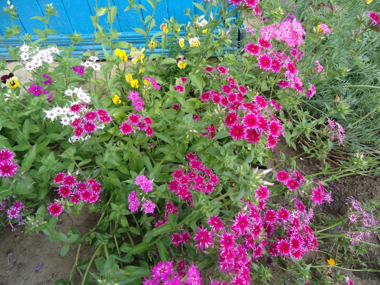 Высокие Однолетние Цветы Для Дачи