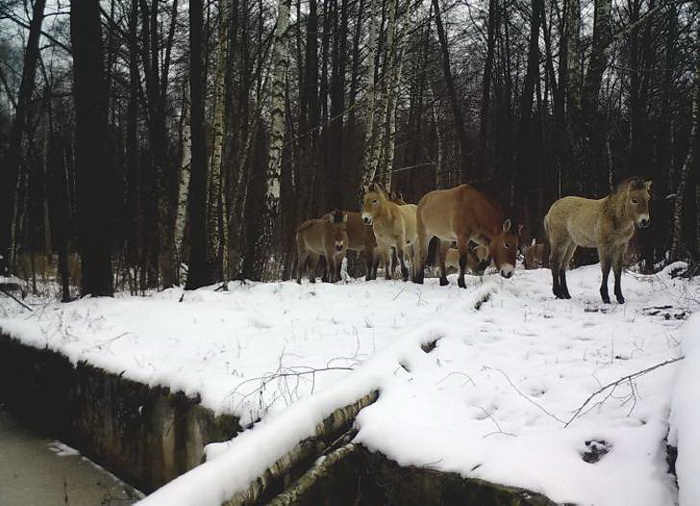 Лошади Пржевальского зимой.