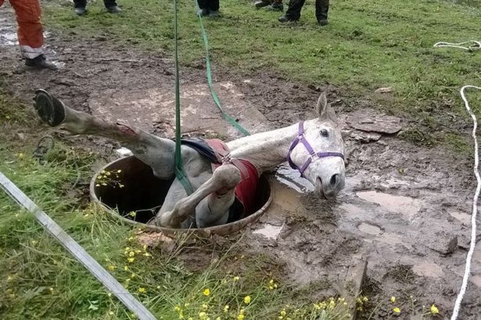 Спасение лошади Спасение лошади