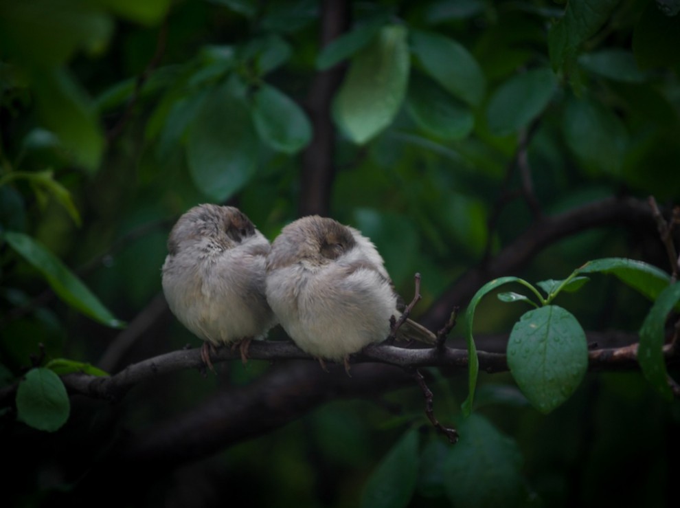 фото National Geographic