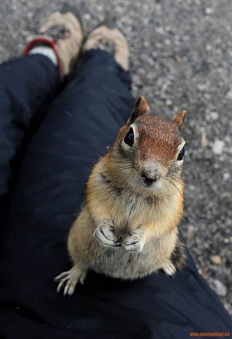 Забавные животные (34 фото) Забавные животные (34 фото)