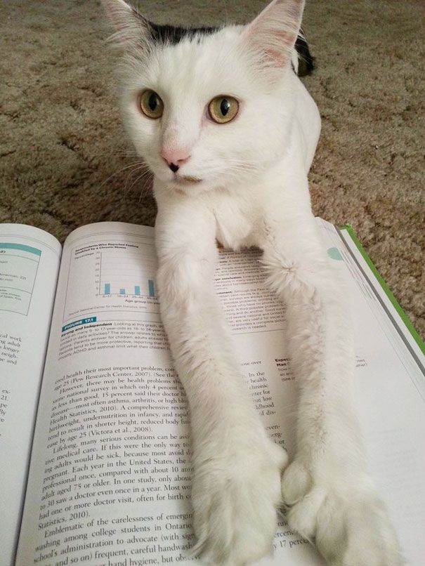Кошки против книг: 25 кошек, которые хотят, чтобы вы прекратили читать Кошки против книг, кошки которые мешают читать