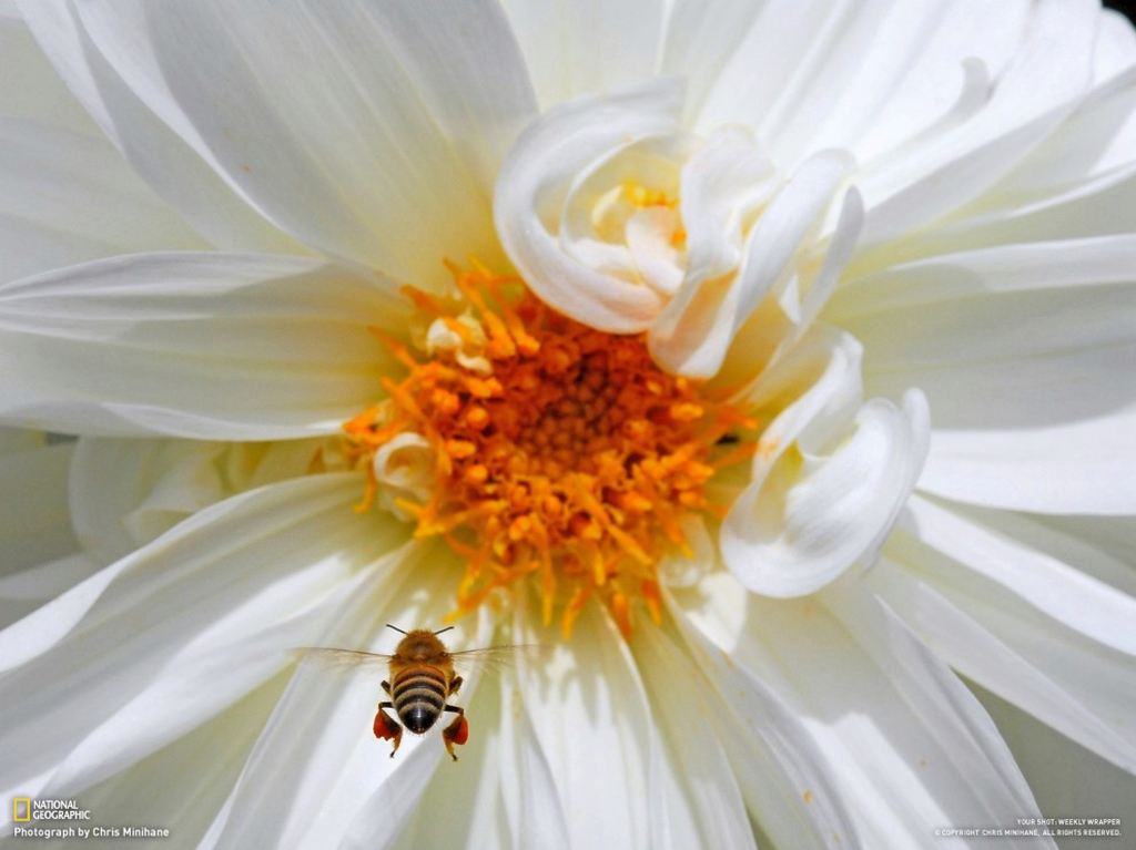    National Geographic