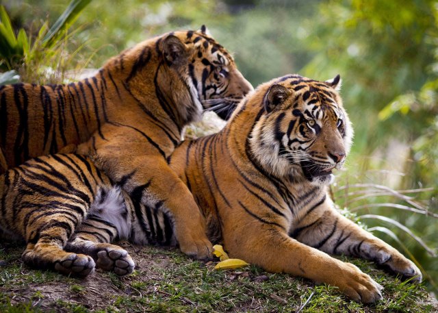 Неотразимые животные (55 фото)