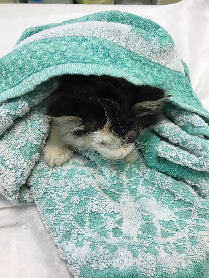 спасение котенка больной котенок