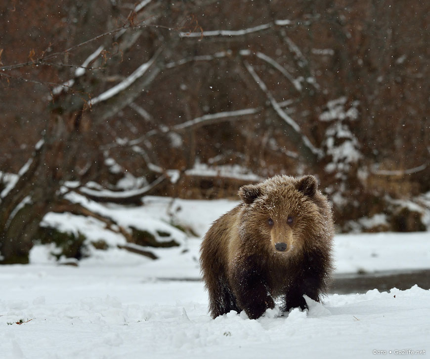 Медведь в лесу зимой фото