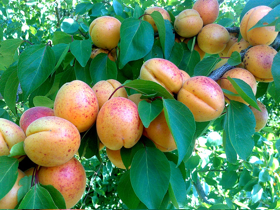 Мифы о плодовых культурах – 26 самых распространенных заблуждениях садоводов