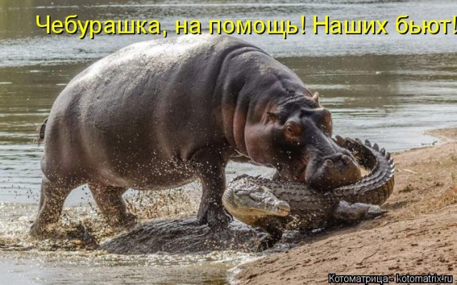 Лучшие котоматрицы недели Лучшие котоматрицы недели