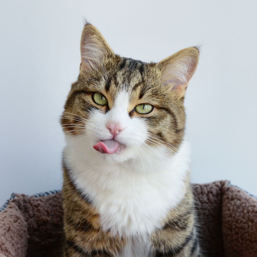 Rexie The Cat-King Of Bleps And Tongue Tricks