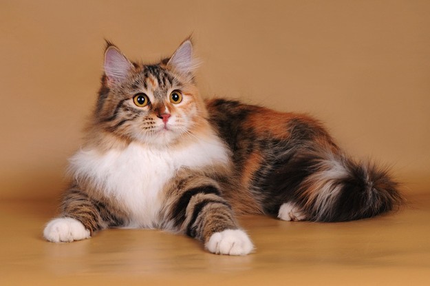 http://redcat7.ru/wp-content/uploads/2013/09/trehcvetnaya_koshka7-e1379357193658.jpg