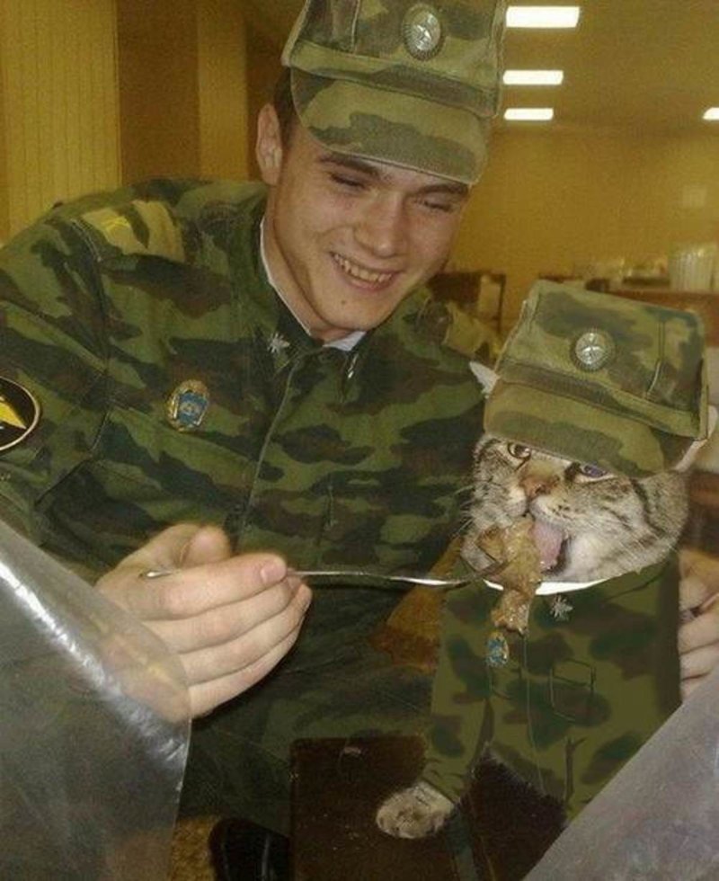 Кот полка Кот полка прикол, только в россии, умом россию не понять, юмор