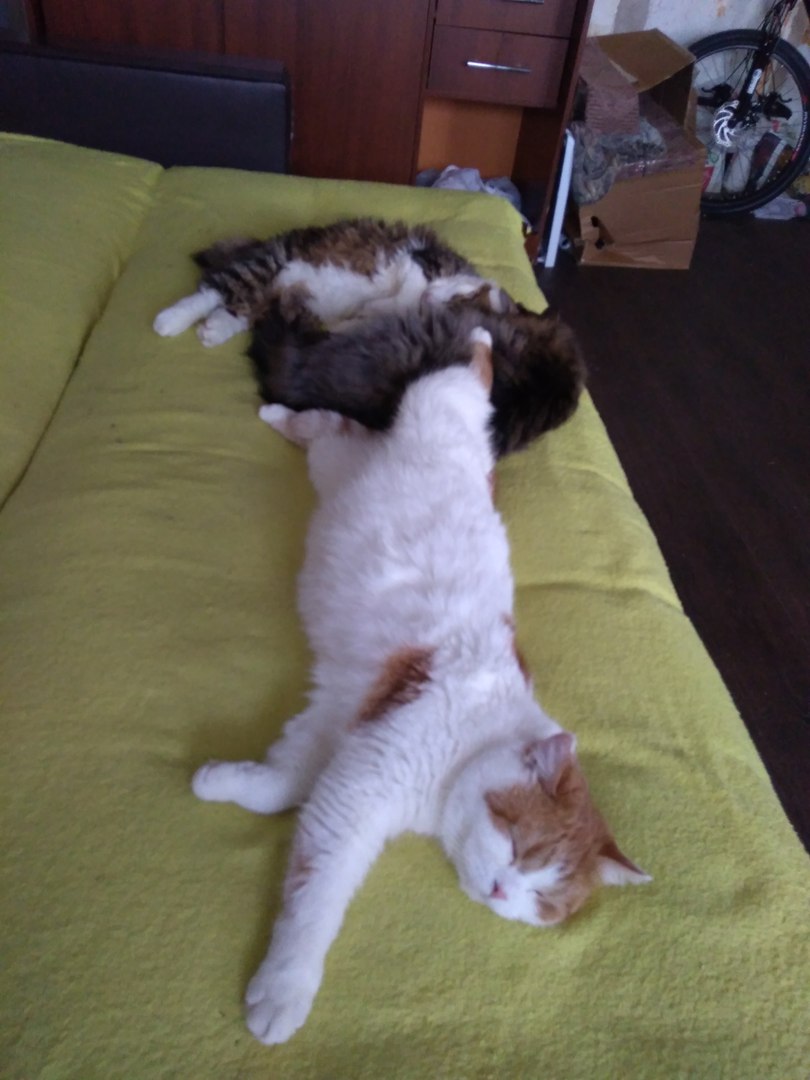 коты