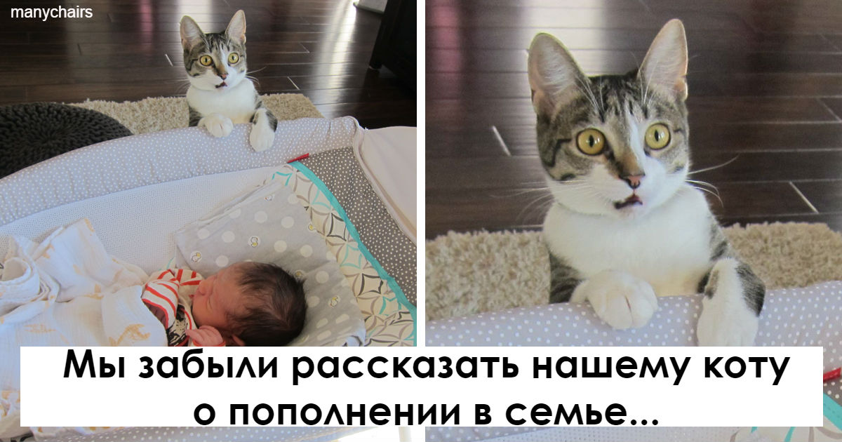 29 фото животных, которые впервые в жизни столкнулись с реальностью 29 фото животных, которые впервые в жизни столкнулись с реальностью