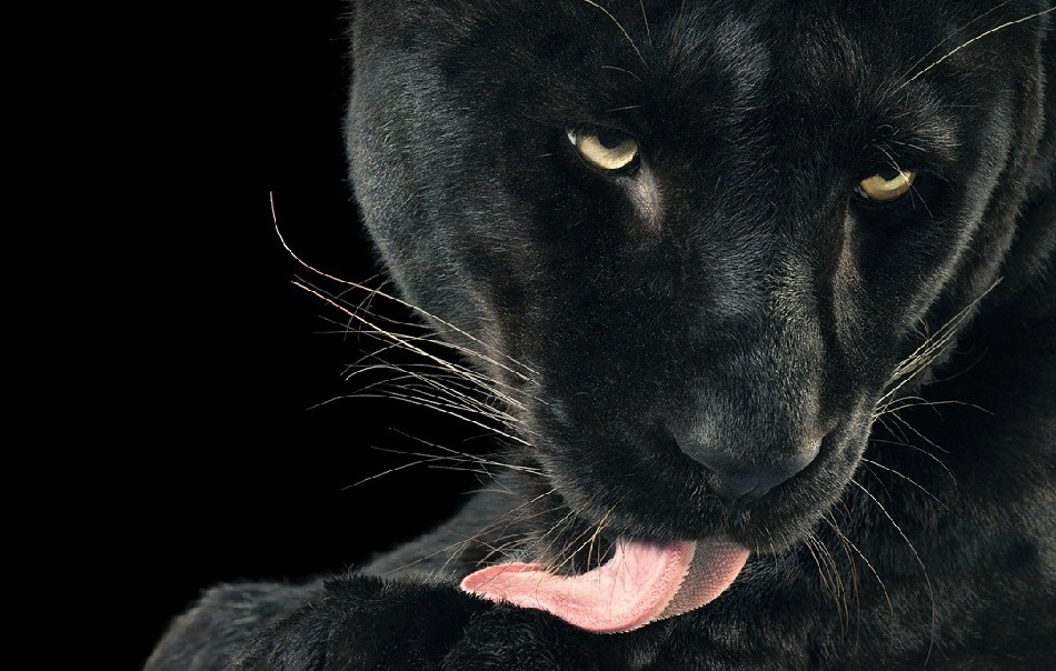 11. Фото из серии «Больше чем человек» (Tim Flach)