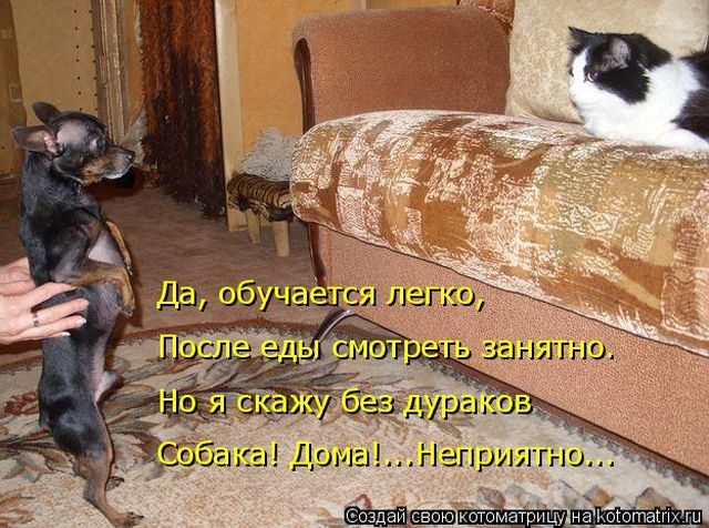 Самые свежие котоматрицы )) Самые свежие котоматрицы ))