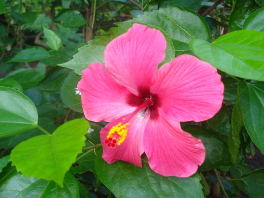 Гибискус (Hibiscus) Гибискус (Hibiscus)
