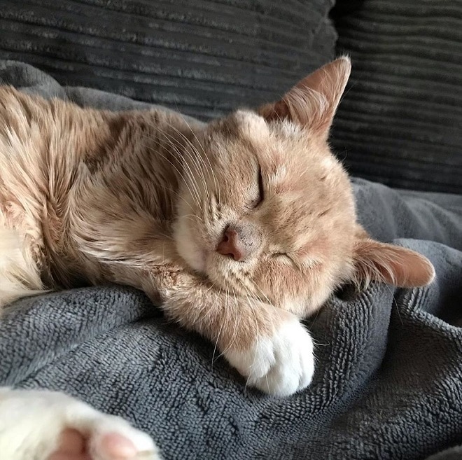 Спящий котенок Котенок спит