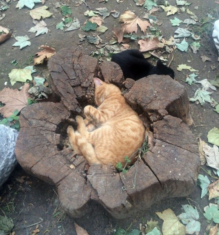 Кошка в коробке