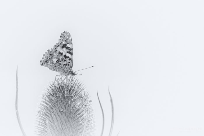 Фото Thomas Haeusler