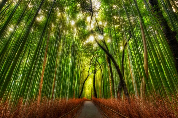 Бамбуковый лес Сагано