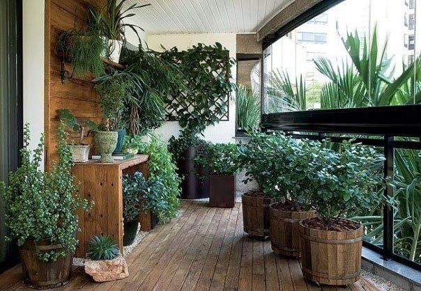 Эффективные удобрения для комнатных растений.