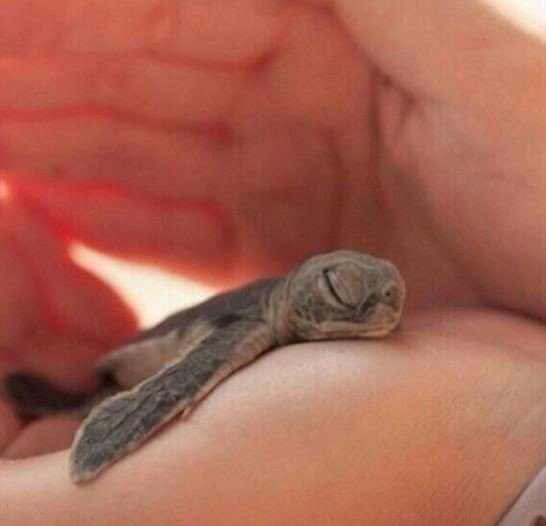 17 фото животных, сделанных в самый нужный момент