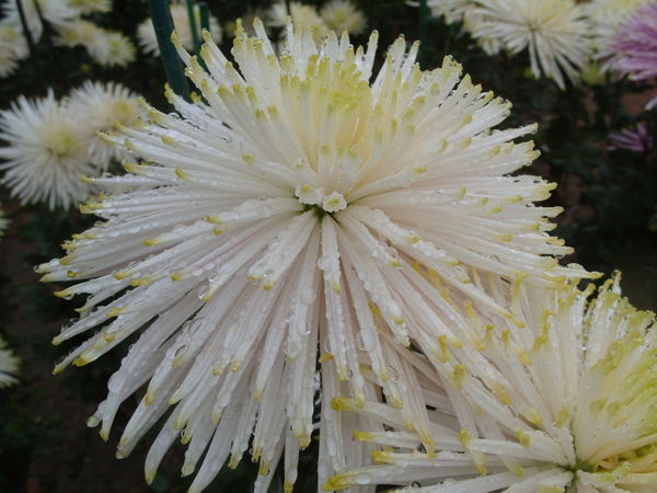Сорт Anastasia Star White Сорт Anastasia Star White
