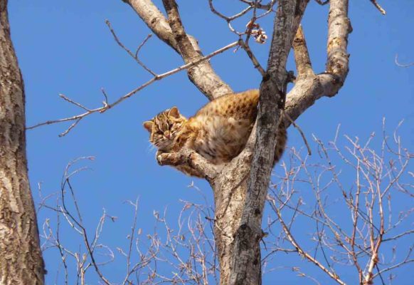 Амурский  красавец лесной кот