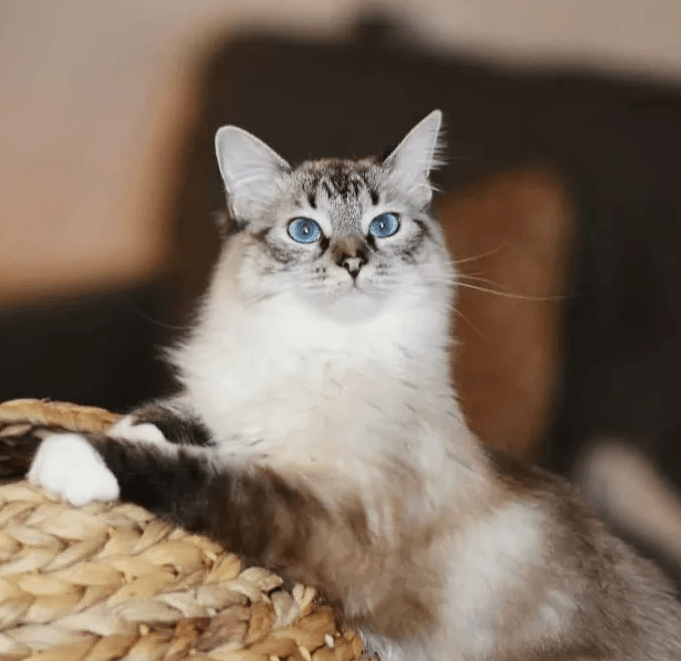 На брошенную кошку невозможно было смотреть без слез. Вот какой красоткой она стала!