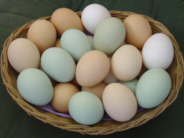 Яйца способствуют снижению уровня холестерина в крови Россия…
