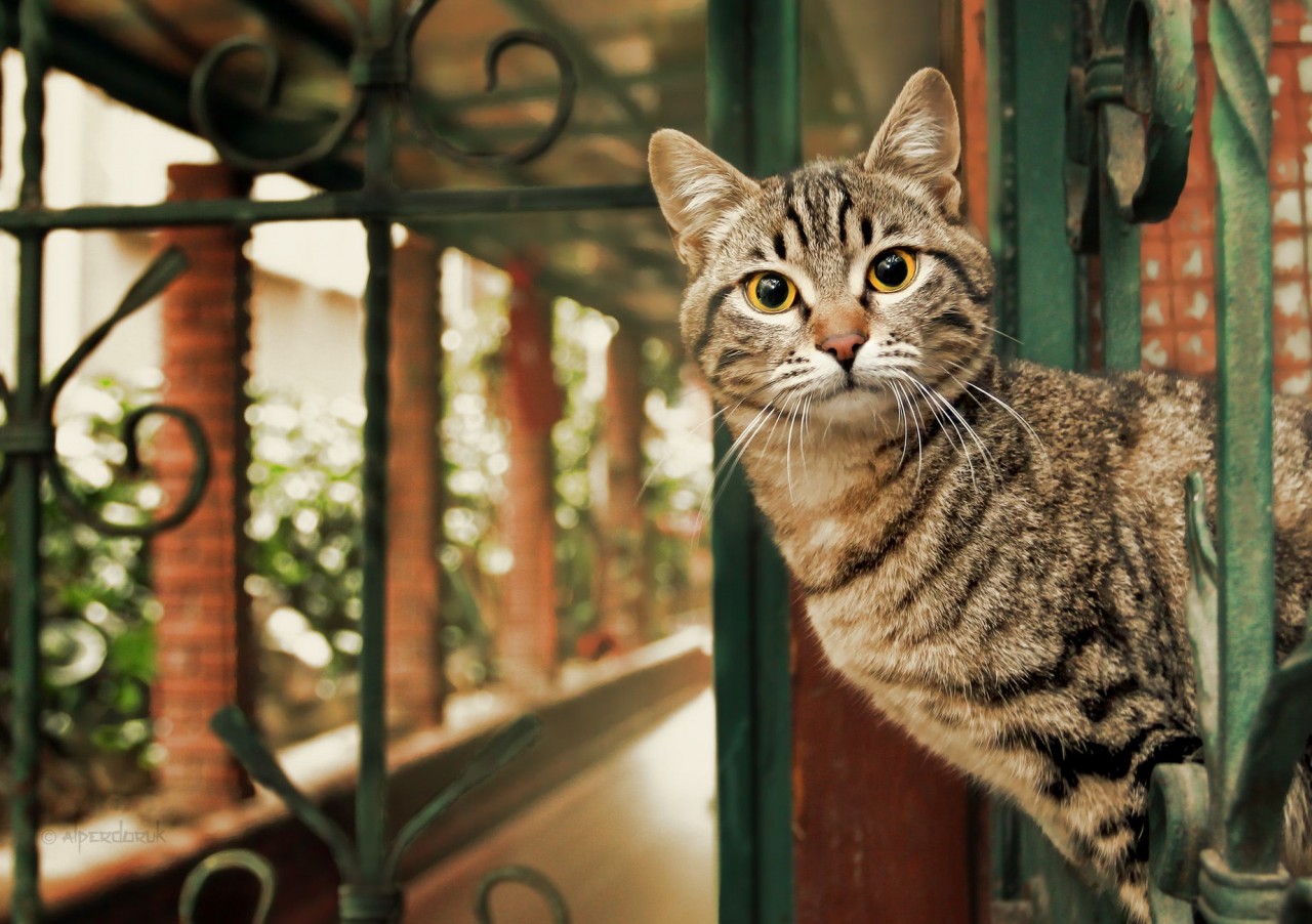 http://fotogora.ru/wp-content/uploads/2014/08/by-Alper-Doruk.jpg