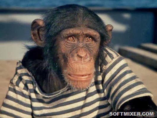 Полосатый рейс, фильм