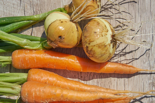 Зачем сажать морковь и лук на одной грядке