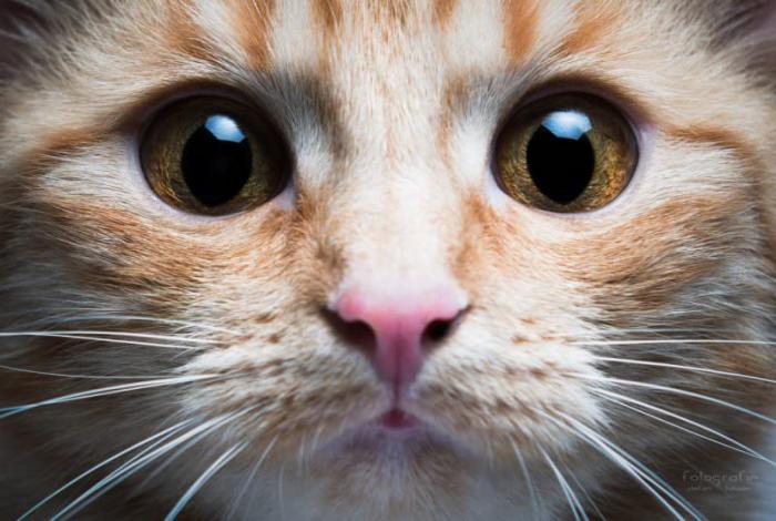 Почему нельзя смотреть кошке в глаза? Мистические и научные объяснения этому суеверию