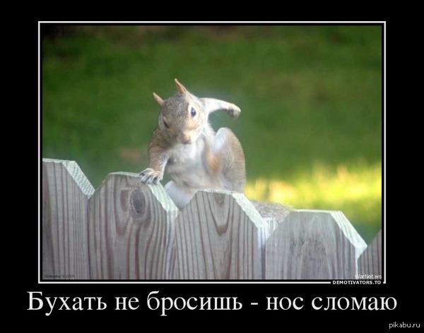 Погонщик ежей