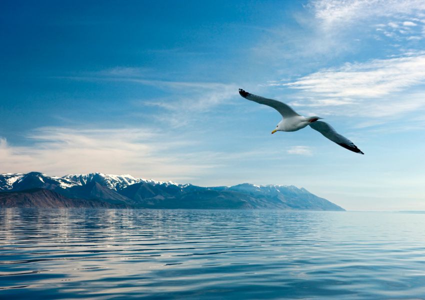 №7, россия, петергоф, чудеса, россии, сьем, чудес, красота, гейзер, долина, байкал