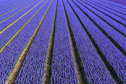 Парк Кёкенхоф – Сад Европы (11 фото)