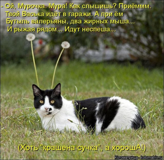 Самые свежие котоматрицы )) Самые свежие котоматрицы ))