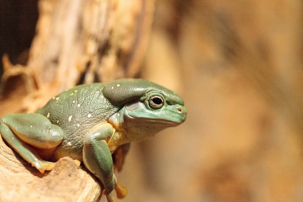 Древесная лягушка Litoria splendida